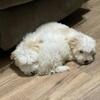 Puppies small breed (post edit 3/7/26)