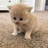 PERSIAN KITTENS ready September 20