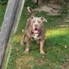 UKC PR bully  $1000 cash  1 years old 2 FEMALES 1 MALE  purple tri. Utd on shots love dogs