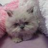 Himalayan kittens