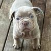 🥀🌹🍇🍓 Super Cute Blue French Bulldog Puppies Now Ready For New Homes🥀🌹🍇🍓
