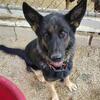 AKC German Shepherd Female