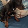 Cocoa Doberman puppy Female