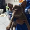 Frenchies for Rehome 