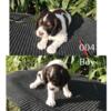 English Springer Spaniel puppies born Sept. 2