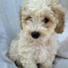 Mini poodle ready for a forever home!