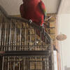 Greenwing Macaw