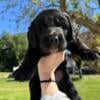 Bernese mountain dog/golden retriever puppies