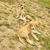 3 male LGDs left! Great Pyrenees cross!