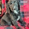 Charlotte Female Mini Newfy Doodle