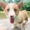 Male Pembroke Welsh Corgi Puppy