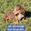 AKC MINIATURE DASCHUNDS, LONGHAIRED