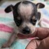 Beautiful Chihuahua Puppy Registered-Smooth Coat Male- Will Consider Offer