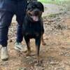 Rottweiler Purebred beautiful female