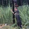 18 month old czech german shepherd