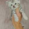 Royal Bengal Cattery - HYBRID BENGAL KITTENS FOR SALE