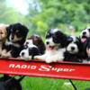 Puppies Raised by family in Massachusetts