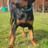 AKC Registered Doberman Puppies