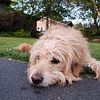 Mini Golden Doodle Stud