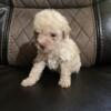 Toy poodle sweet little cream male