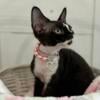 Devon Rex Kitten- female in Florida