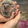 4 pedigreed baby hedgehogs/hoglets/hedgies for rehoming