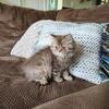 Persian kitten