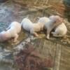 Teacup Maltese Puppies