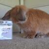 Holland Lop Bucks -no vm