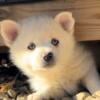 Pomsky Puppies *health and size guaranteed *