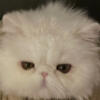 One Fluffy white Persian Kitten