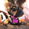 Miniature Dachshunds Louise