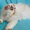 Pure Persian Boy
