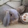 Well handled 8 week old purebred Holland Lop boy in the exotic Blue Otter coloration