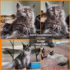 Long hair Black smoke Maine Coon Siamese mix kittens Wausau WI