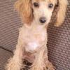 TOY POODLE