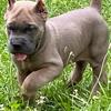 AKC Cane Corso Pups Available