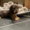 AKC AKC Miniature Dachshund Puppies in Oregon Washington