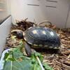 Red foot Tortoise - Female