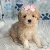 Malshipoo females. Belding, Michigan