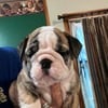 AKC Registered English Bulldog puppies