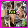 Blue & White Exotic Shorthair Female