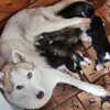 Siberian Husky puppies new ones coming soon