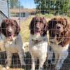 Newfoundland Dogs AKC