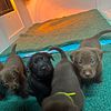 Chocolate and Black Lab Puppies