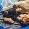 Labrador Retrievers puppies 