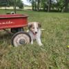 2 beautiful AKC Sheltie puppies