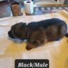 AKC PUREBRED GERMAN SHEPHERD PUPPIES 