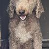 Rehoming Goldendoodle & poodle