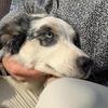 1yr old Australian Shepherd for sale